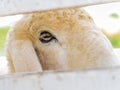 Closeup sheep in farm. Royalty Free Stock Photo