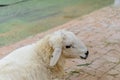 Closeup sheep in farm. Royalty Free Stock Photo