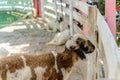 Closeup sheep in farm. Royalty Free Stock Photo