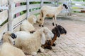 Closeup sheep in farm. Royalty Free Stock Photo