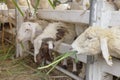 Closeup sheep in farm,thailand Royalty Free Stock Photo