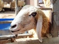 Closeup sheep head in farm Royalty Free Stock Photo