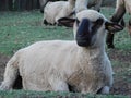 Closeup of sheep lying on the ground while regurgitating Royalty Free Stock Photo