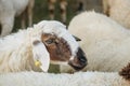 Closeup sheep wait for food from tourist in farm background Royalty Free Stock Photo