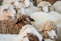 Closeup sheep wait for food from tourist in farm background Royalty Free Stock Photo