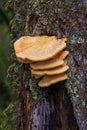 Shelf or Bracket Fungi, Laetiporus Sulphureus Mushroom