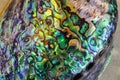 close-up of shell called abalone iris Royalty Free Stock Photo