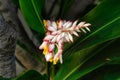 Closeup of a shell ginger flower with green leaves Royalty Free Stock Photo