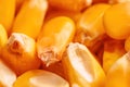 Closeup of shelled corn grains Royalty Free Stock Photo