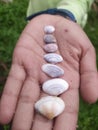 Closeup of shells  on a mans palm Royalty Free Stock Photo