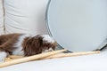Closeup of shih tzu puppy lying down and watching drumsticks, next to drum snare