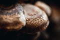 Closeup of shiitake mushrooms or Lentinula edodes