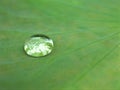 Closeup shiny water drop on green leaf with blrred background ,macro image ,droplet Royalty Free Stock Photo