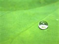 Closeup shiny water drop on green leaf with blrred background ,macro image ,droplet Royalty Free Stock Photo