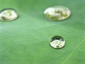 Closeup shiny water drop on green leaf with blrred background ,macro image ,droplet Royalty Free Stock Photo