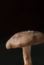 Closeup of Shitake Mushroom