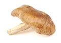 Closeup of a shitake mushroom on white background. Royalty Free Stock Photo