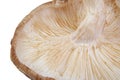 Closeup of a shitake mushroom on white background.