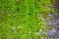 Closeup Shoot of Abstract Stone Texture Overgrown With Green Moss