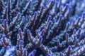 Closeup shoot of acropora sps stony hard corals