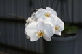 Closeup of a beautiful white orchid Royalty Free Stock Photo