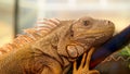 Closeup shoot of iguana face with skin texture detail Royalty Free Stock Photo