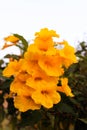 Closeup shoot of lantana camara flower nature