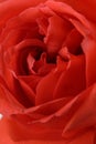 A closeup shoot of an orange rose