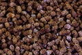 Closeup shoot of the dry mulberry Royalty Free Stock Photo