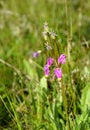 Shootingstar in a lush green meadow