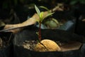 Closeup shoots grow from avocado seeds in polybags.