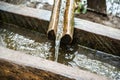 Closeup shop of clean, fresh, natural spring of drinking water falling from a wooden channel