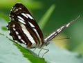 Closeup of a short-banded sailer butterfly (Neptis columella) perched on a green plant