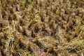 Rough brown stubble in a muddy harvested rice field in rural Laos