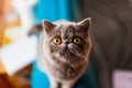 Closeup of shorthai exotic grey fur cat with big yellow eyes indoor looking in camera