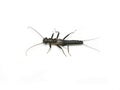 Stonefly plecoptera shortwing insect isolated