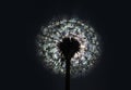 Closeup shot of an abstract illuminated dandelion flower