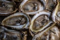 Closeup shot of an abundance of oysters in a large pile. Royalty Free Stock Photo