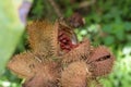 Closeup shot of achiote fruit with its flower and seeds