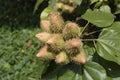 Closeup shot of achiote fruit with its flower and seeds