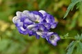 Closeup shot of an aconitum napellus flower Royalty Free Stock Photo