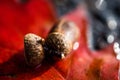 Closeup shot of acorn caps on put on a red leaf on the blurred background Royalty Free Stock Photo