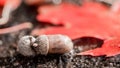 Closeup shot of acorns put with a red leaf on the blurred background Royalty Free Stock Photo