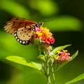 Closeup shot of an acraea violae butterfly on a blossom, in Penang, Malaysia