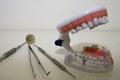 Closeup shot of acrylic human teeth model and medical equipment tools on a white surface Royalty Free Stock Photo