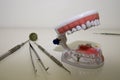 Closeup shot of acrylic human teeth model and medical equipment tools on a white surface Royalty Free Stock Photo
