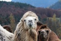 Closeup shot of adorable alpacas with mountains in the background