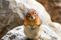 Closeup shot of an adorable brown squirrel on a rock looking curiously at the camera Royalty Free Stock Photo
