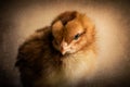 Closeup shot of an adorable brown and yellow baby chicken Royalty Free Stock Photo