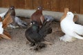 Closeup shot of adorable decorative pigeons in a cage Royalty Free Stock Photo